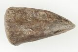 Permian Amphibian (Eryops) Fossil Claw - Texas #197355-1